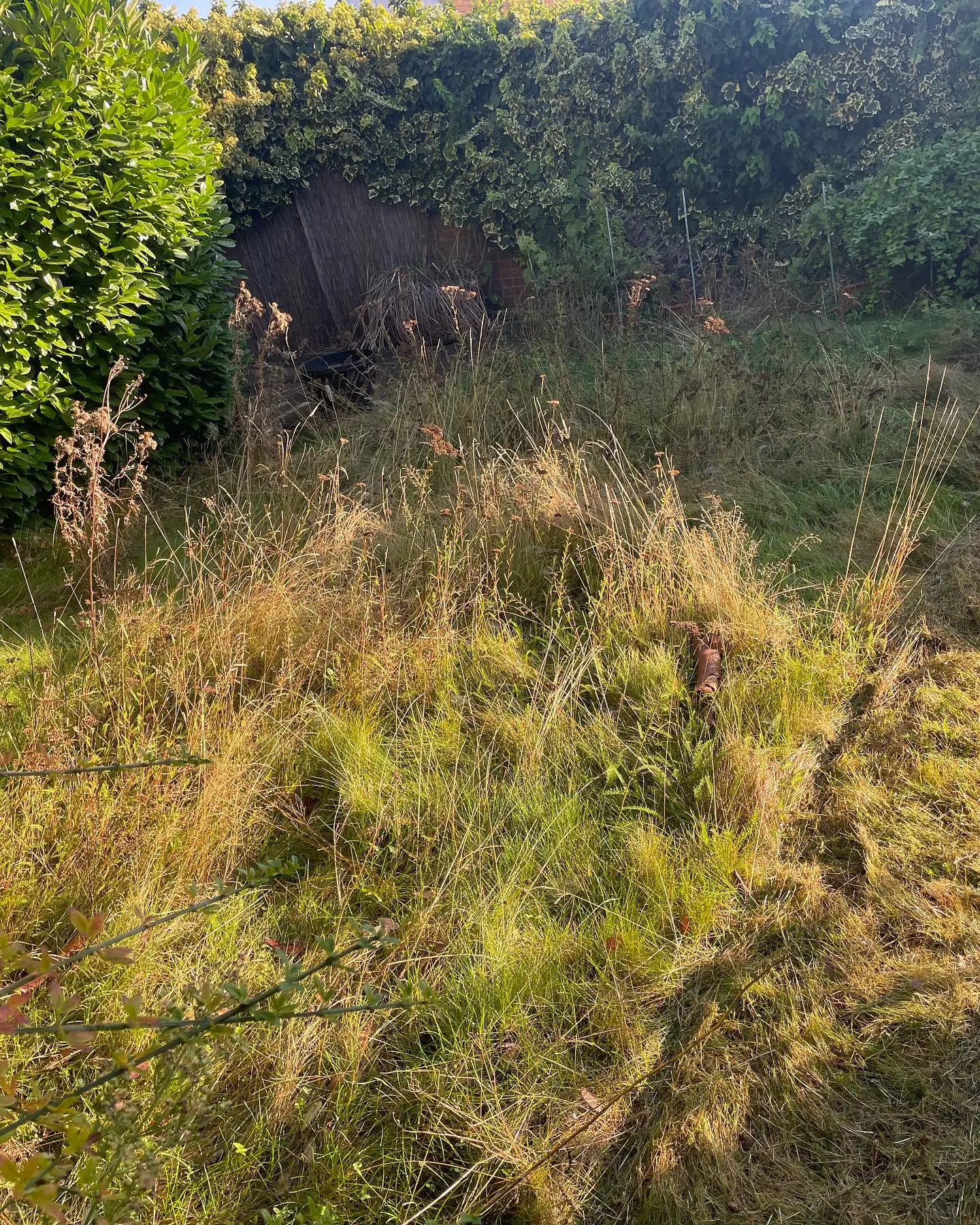 CLEARANCE & GRASS CUT-before-image